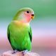 Beautiful Parrot